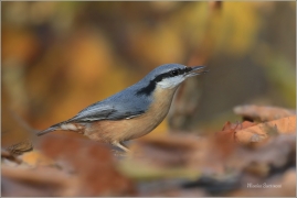 <p>BRHLÍK LESNÍ (Sitta europaea) ---- /Eurasian nuthatch - Kleiber/</p>